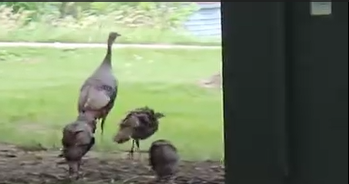 Turkeys